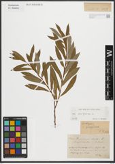 Foto von Salix purpurea L.